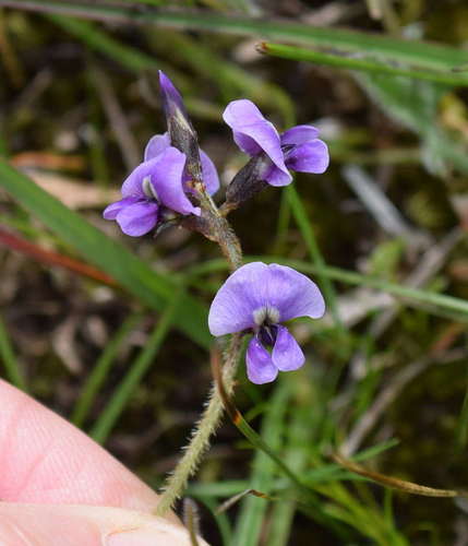 Image of Clover Glycine (Glycine latrobeana) by (c) Kevin Sparrow, some rights reserved (CC BY)