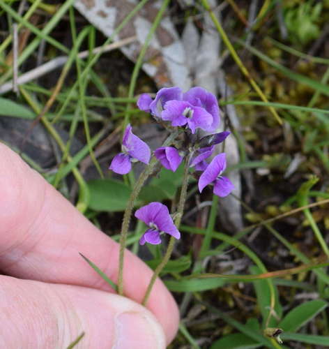 Image of Glycine latrobeana by (c) Kevin Sparrow, some rights reserved (CC BY)