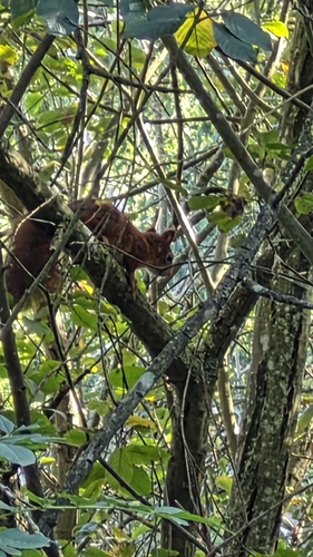 Eurasian Red Squirrel