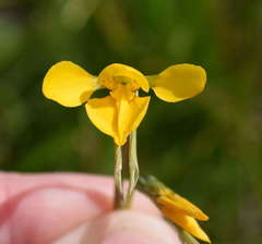 Diuris chryseopsis