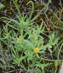 Triptilodiscus pygmaeus