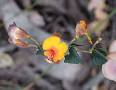 Platylobium triangulare