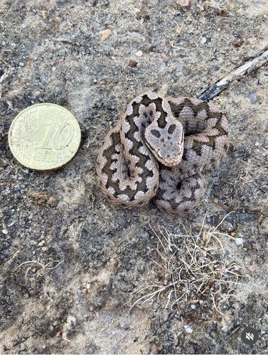 Lataste's Viper, Valencia, ES-VC, ES, photo 5 of 10