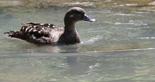 iNaturalist image