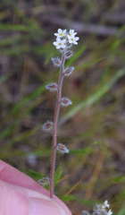 Myosotis australis