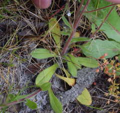 Myosotis australis