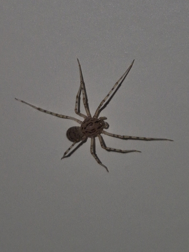 Common Spitting Spider