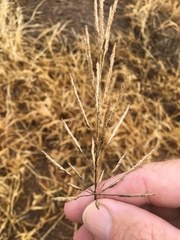 Sporobolus actinocladus
