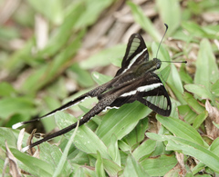 Lamproptera curius curius