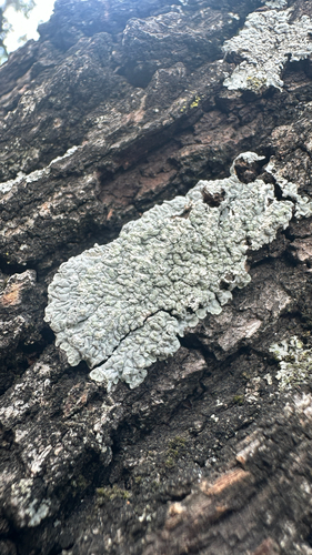 Dirinaria observed 2026-09-17