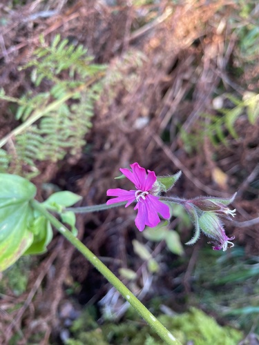 red campion