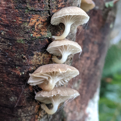 Roridomyces austrororidus