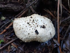 Amanita effusa