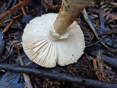 Amanita effusa