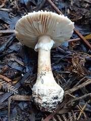 Amanita effusa