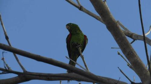 White-eyed Parakeet