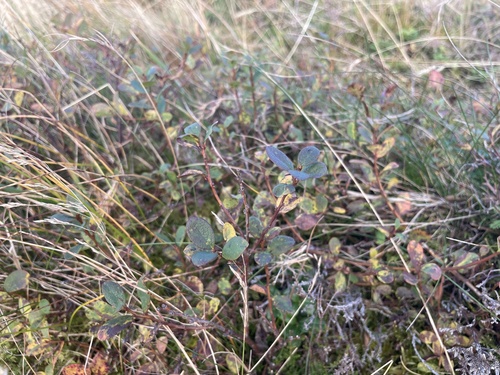 bog bilberry