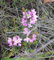 Boronia pilosa