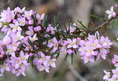 Boronia pilosa