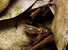 Indosylvirana nicobariensis