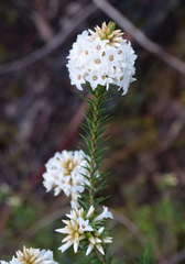 Epacris lanuginosa