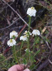 Epacris lanuginosa
