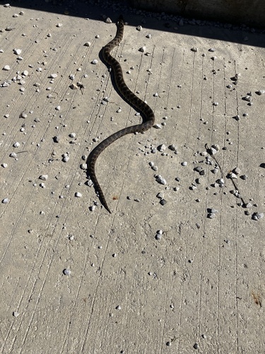 Western Foxsnake