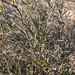 Bossiaea walkeri - Photo (c) David Spencer Muirhead,  זכויות יוצרים חלקיות (CC BY-NC), הועלה על ידי David Spencer Muirhead