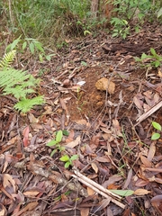 Pterostylis grandiflora