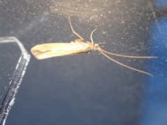 Limnephilus vittatus