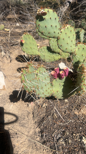 Brown-spined Pricklypear