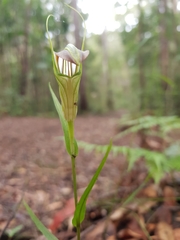 Pterostylis grandiflora
