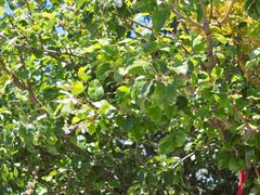 Pyrus elaeagrifolia