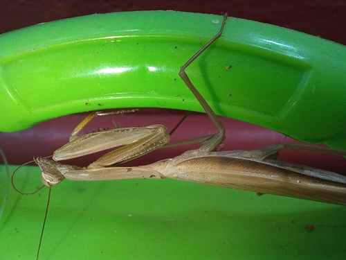 European Mantis
