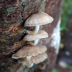 Roridomyces austrororidus
