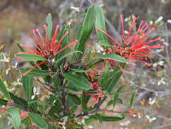 Grevillea dimorpha