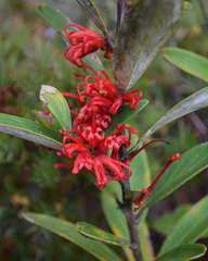 Grevillea dimorpha
