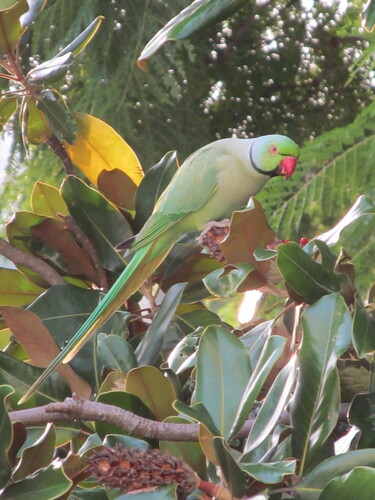 Cotorra de Kramer (Psittacula krameri)