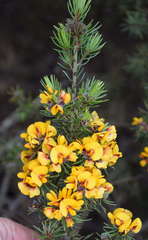 Pultenaea mollis