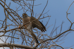 Accipiter brevipes