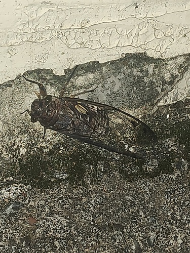Giant Cicada