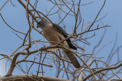 Accipiter brevipes
