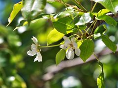 Pyrus elaeagrifolia