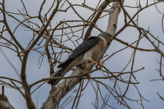 Accipiter brevipes