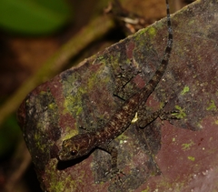 Cnemaspis peninsularis