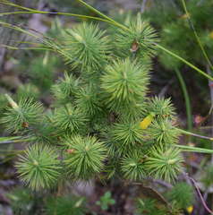 Stenanthera pinifolia