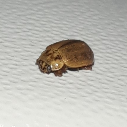 Larch Lady Beetle