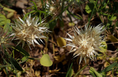Chardinia orientalis