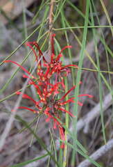 Grevillea dimorpha