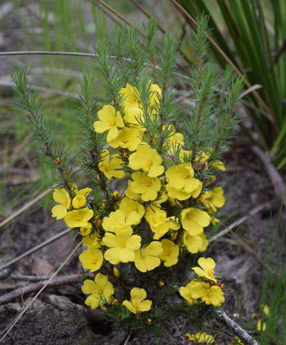 Hibbertia prostrata Hook.